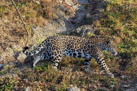 An adult jaguar (Panthera onca) runs across a dry meadow in hilly terrain on a sunny day. Captive