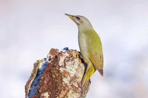 Grey-headed woodpecker (Picus canus), or lesser spotted woodpecker, female on a birch tree,