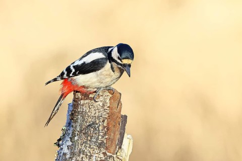 Great spotted woodpecker (Dendrocopus major), male, foraging on dead wood of a common birch (Betula