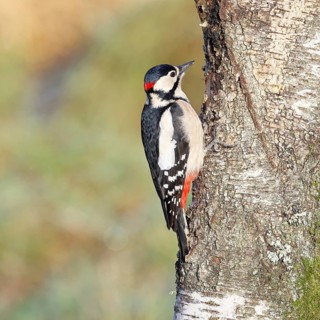 Great spotted woodpecker (Dendrocopus major), male, foraging on the trunk of a common birch (Betula