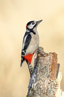 Great spotted woodpecker (Dendrocopus major), male, foraging on dead wood of a common birch (Betula