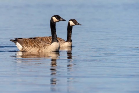 Canada goose (Branta canadensis) at a lake, Fågelsjö, Gävleborgs län, Sweden