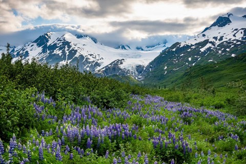 Picturesque landscape on the Richardson Highway, blooming Alaskan lupines (Lupinus nootkatensis),