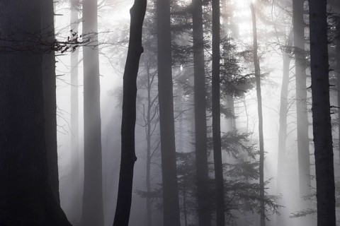 Tree trunks in morning fog with sunbeams, autumn forest, Mondseeland, Salzkammergut, Upper Austria,