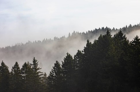 Autumn landscape, coniferous forest in morning fog, Mondseeland, Salzkammergut, Upper Austria,
