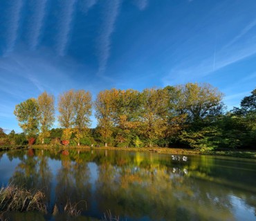 Autumnal poplars (Populus) in front of a carp pond, Beerbach, Middle Franconia, Bavaria, Germany
