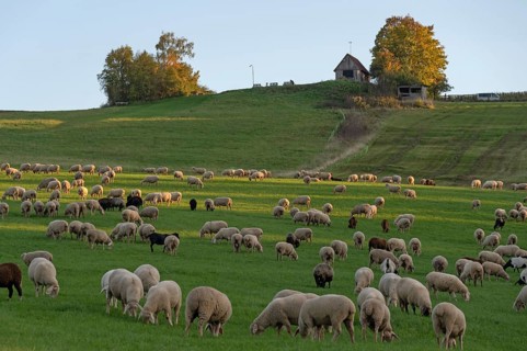 Flock of sheep (Ovis gmelini aries) grazing in a meadow, Beerbach, Middle Franconia, Bavaria,