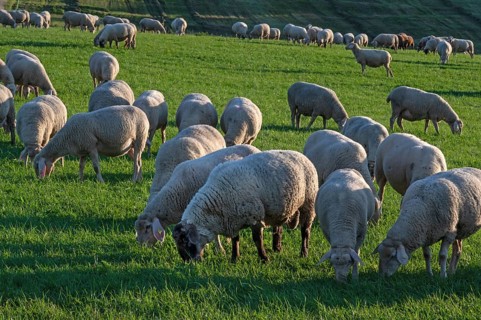 Flock of sheep (Ovis gmelini aries) grazing in a meadow, Tauchersreuth, Middle Franconia, Bavaria,