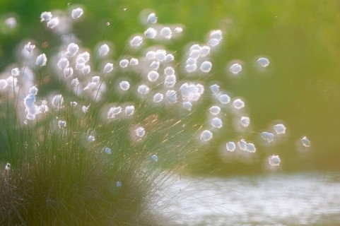 Cottongrass, sheath cottongrass (Eriophorum vaginatum) in Goldenstedt Moor, Goldenstedt, Lower