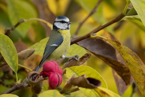 Blue tit (Cyanistes caeruleus) adult garden bird on a magnolia tree with autumn colour leaves,