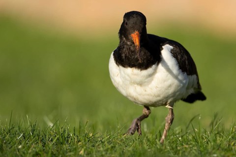 Eurasian oystercatcher (Haematopus ostralegus) adult wader bird on grassland, England, United