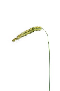 Winter rye, rye (Secale cereale), cereals, optional, Dinklage, Lower Saxony, Germany