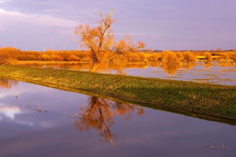 Tree on the Hunte at sunset in Ochsenmoor at Dümmer See, Hüde, Lower Saxony, Germany