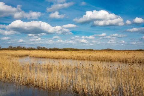 Reeds on the banks of Dümmer, Lake Dümmer, Hüde, Lower Saxony, Germany