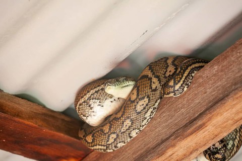 Snake relaxing under a corrugated roof in a local carpark. Resting carpet python, Byron Bay, New
