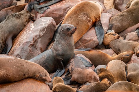 Seal colony, fur seal, Cape fur seal (Arctocephalus pusillus), Cape Cross, Atlantic coast, Namibia