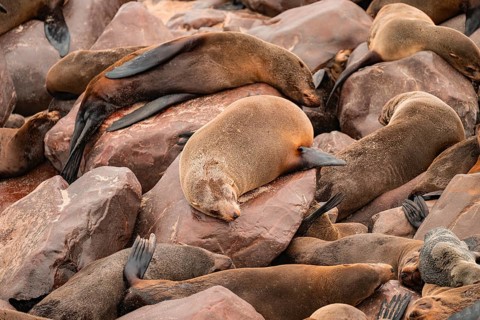 Seal colony, fur seal sleeping, Cape fur seal (Arctocephalus pusillus), Cape Cross, Atlantic coast,