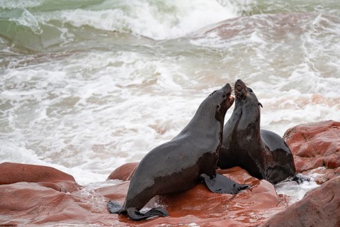 Male fur seals fighting for territory, Cape fur seal (Arctocephalus pusillus), Cape Cross, Atlantic