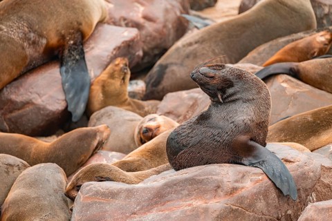Seal colony, fur seal, Cape fur seal (Arctocephalus pusillus), Cape Cross, Atlantic coast, Namibia