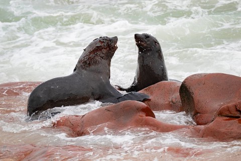 Male fur seals fighting for territory, Cape fur seal (Arctocephalus pusillus), Cape Cross, Atlantic