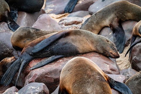 Seal colony, fur seal sleeping, Cape fur seal (Arctocephalus pusillus), Cape Cross, Atlantic coast,