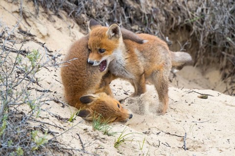 Fox (Vulpes vulpes), puppy, young fox, cute, Zandvoort, Netherlands