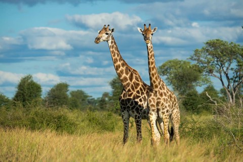 Giraffe (Giraffa) in the savannah, Kruger National Park, South Africa