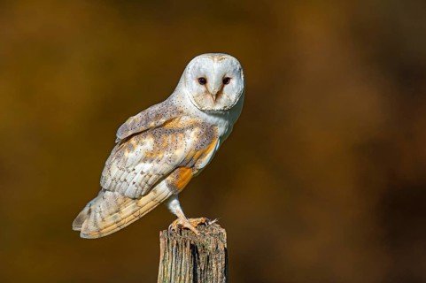 Barn owl (Tyto alba) in the evening light, Oldenburger Münsterland, Vechta, Lower Saxony, Germany