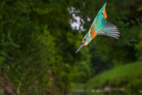 Kingfisher (Alcedo atthis) hunting, Vechta, Lower Saxony, Germany