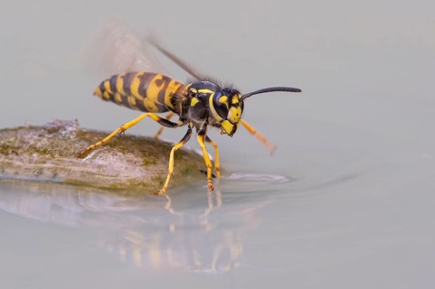 Wasps (Vespinae), Vechta, Lower Saxony, Germany