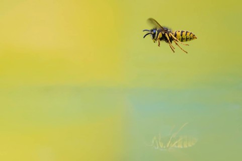Wasps (Vespinae) in flight, Vechta, Lower Saxony, Germany
