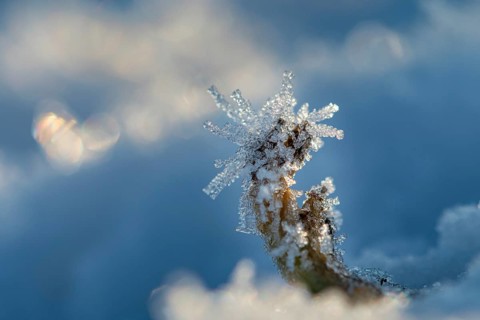 Ice crystals on a blade of grass in winter, hoarfrost, Goldenstedt, Lower Saxony, Germany