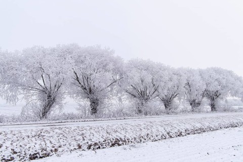 Willows in snow, winter, Vechta, Lower Saxony, Germany