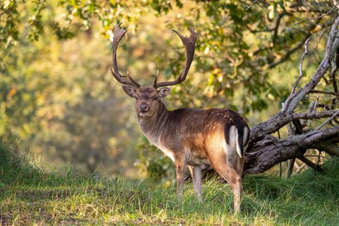 Fallow deer (dama dama), male, deer, Zandvoort, North Holland, Netherlands