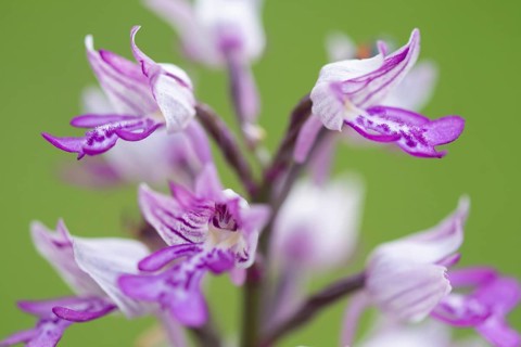 Helm's-orchid (Orchis militaris), Leutra, Jena, Thuringia, Germany