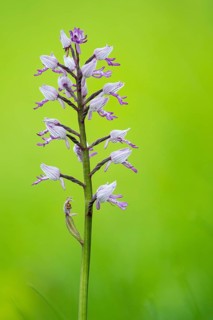 Helm's-orchid (Orchis militaris), Leutra, Jena, Thuringia, Germany