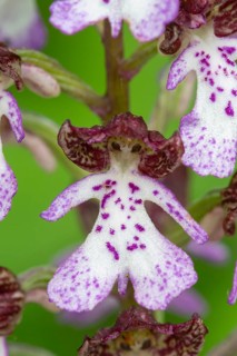 Purple Orchid (Orchis purpurea), Leutra, Jena, Thuringia, Germany