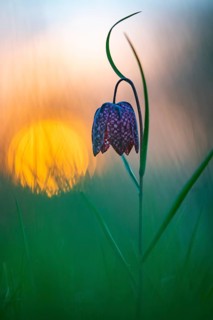 Snake's Head Fritillary (Fritillaria meleagris) at sunrise in a wet meadow in spring, Berne, Lower