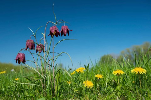 Snake's Head Fritillary (Fritillaria meleagris) in a wet meadow in spring, Berne, Lower Saxony,