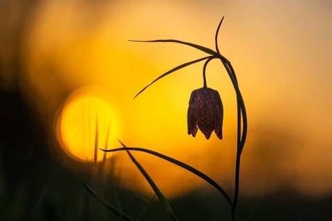 Snake's Head Fritillary (Fritillaria meleagris) at sunrise in a wet meadow in spring, Berne, Lower