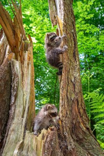 Young raccoon (Procyon lotor) on a discovery tour, Steinhagen, North Rhine-Westphalia, Germany