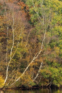 Autumn in the Ahlhorn Fish Ponds Nature Reserve of the Lower Saxony State Forests, Ahlhorn, Lower