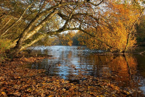 Autumn in the Ahlhorn Fish Ponds Nature Reserve of the Lower Saxony State Forests, Ahlhorn, Lower