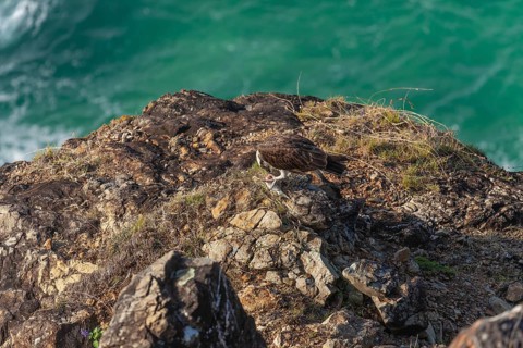 Daytime capture of an osprey holding a fish on rocks at Cape Byron, New South Wales, Australia