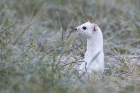 Ermine (Mustela erminea), in winter fur, Münster, Tyrol, Austria