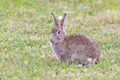 Wild rabbit (Oryctolagus cuniculus), sitting in a meadow, adult, alert, wildlife, animals, rodent,