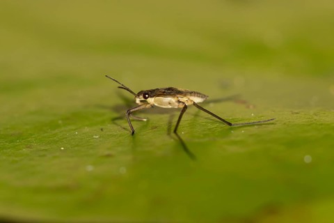 Common pond skater (Gerris lacustris) adult insect on a water lily pad or leaf on the water surface