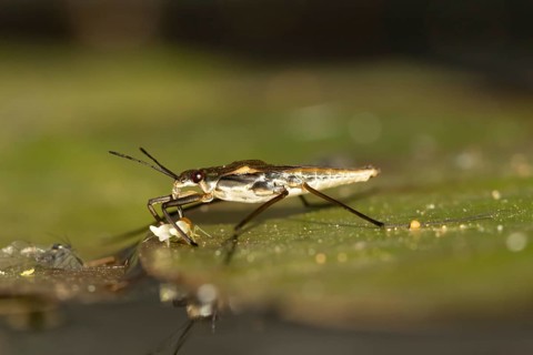 Common pond skater (Gerris lacustris) adult insect feeding on a Whitefly on a water lily pad or