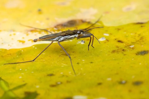Common pond skater (Gerris lacustris) adult insect on a fallen autumn tree leaf on the water