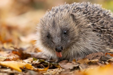 European hedgehog (Erinaceus europaeus) adult animal on fallen autumn leaves, England, United